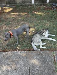 Found/Stray Male Dog last seen Front of hse, Arlington, TX 76014
