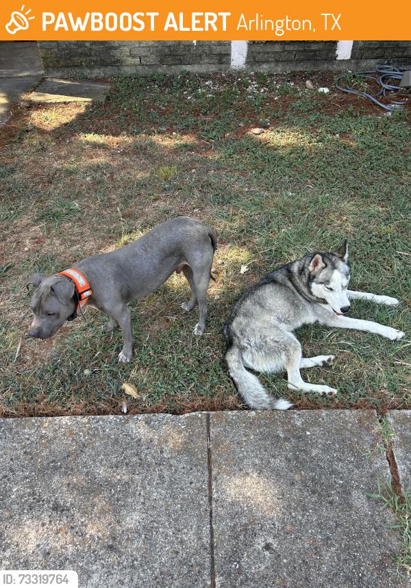 Found/Stray Male Dog last seen Front of hse, Arlington, TX 76014