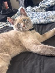 Lost Female Cat last seen Isleta between Lucca Ave & Cherry Tree Ln, Albuquerque, NM 87105
