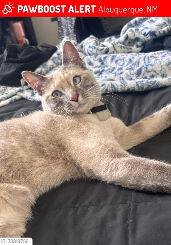 Lost Female Cat last seen Isleta between Lucca Ave & Cherry Tree Ln, Albuquerque, NM 87105