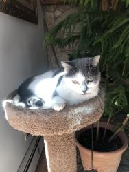 Lost Female Cat last seen Emery Park, Kent, CT 06757