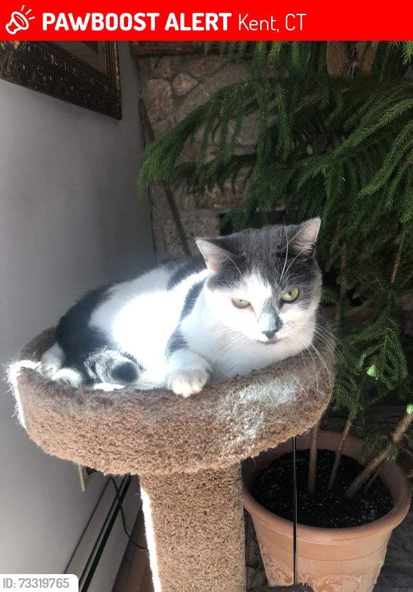 Lost Female Cat last seen Emery Park, Kent, CT 06757
