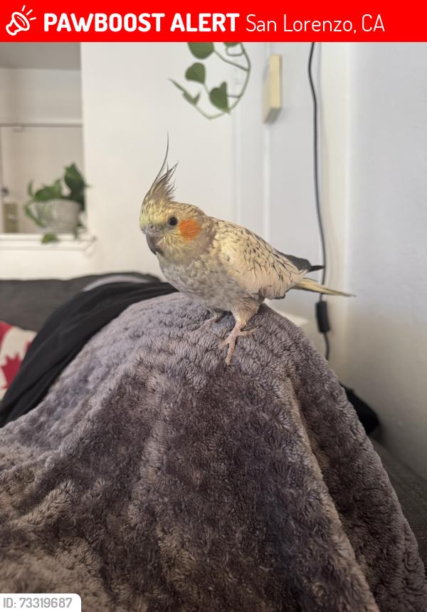 Lost Female Bird last seen Headed from Grant Elementary towards Arroyo High School over Washington Ave, San Lorenzo, CA 94580