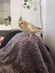 Lost Female Bird last seen Headed from Grant Elementary towards Arroyo High School over Washington Ave, San Lorenzo, CA 94580