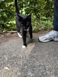 Found/Stray Female Cat last seen Houston st and N Lasalle, Indianapolis, IN 46218
