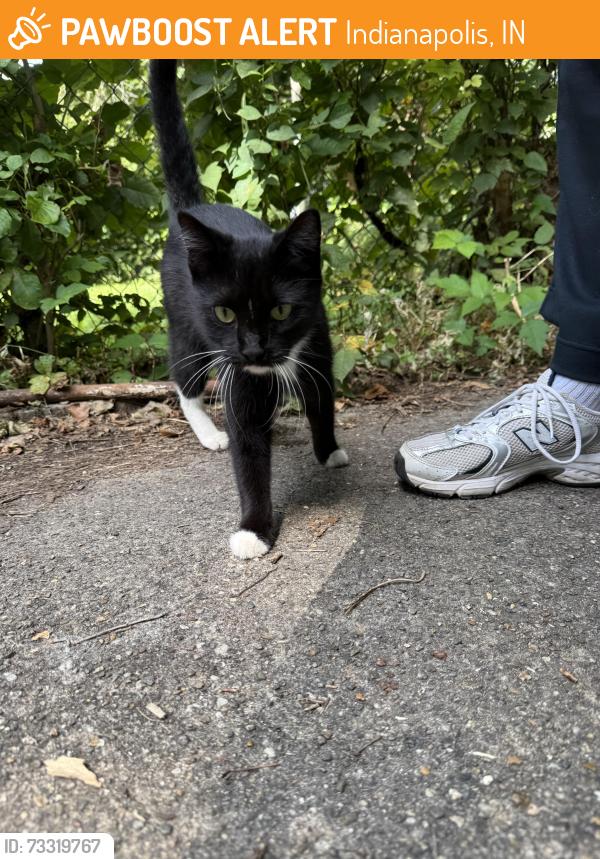 Found/Stray Female Cat last seen Houston st and N Lasalle, Indianapolis, IN 46218