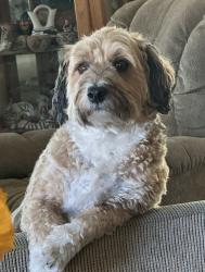 Lost Male Dog last seen Osuna and Vista Del Norte NE, Albuquerque, NM 87113