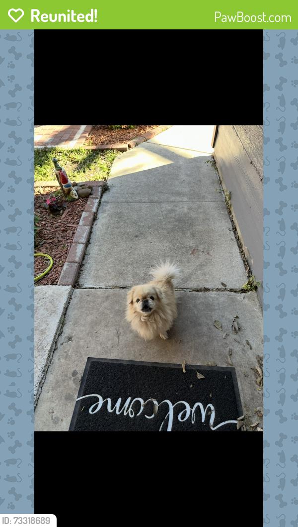 Reunited Male Dog last seen Near Spring Dale Dr, San Antonio, TX 78249, USA, San Antonio, TX 78249