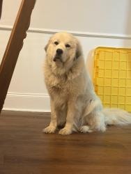 Reunited Male Dog last seen S Salisbury Ave Spencer, Spencer, NC 28159