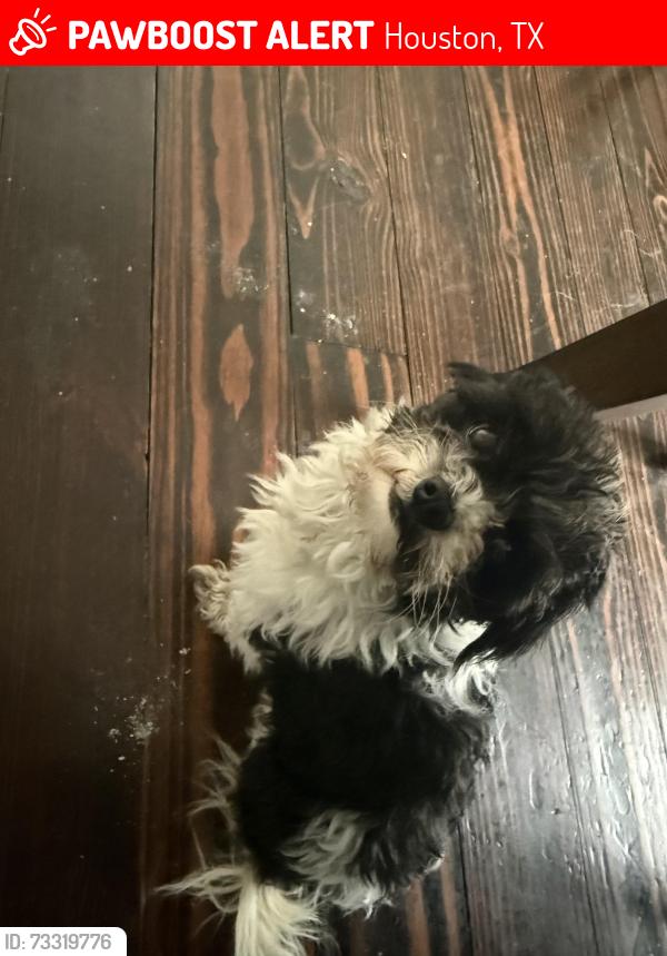 Lost Male Dog last seen Commerce Street 77003, Houston, TX 77003