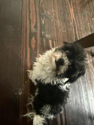 Lost Male Dog last seen Commerce Street 77003, Houston, TX 77003