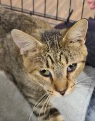 Shelter Stray Male Cat last seen , 601 N Charles St, Portland, IN 47371, USA