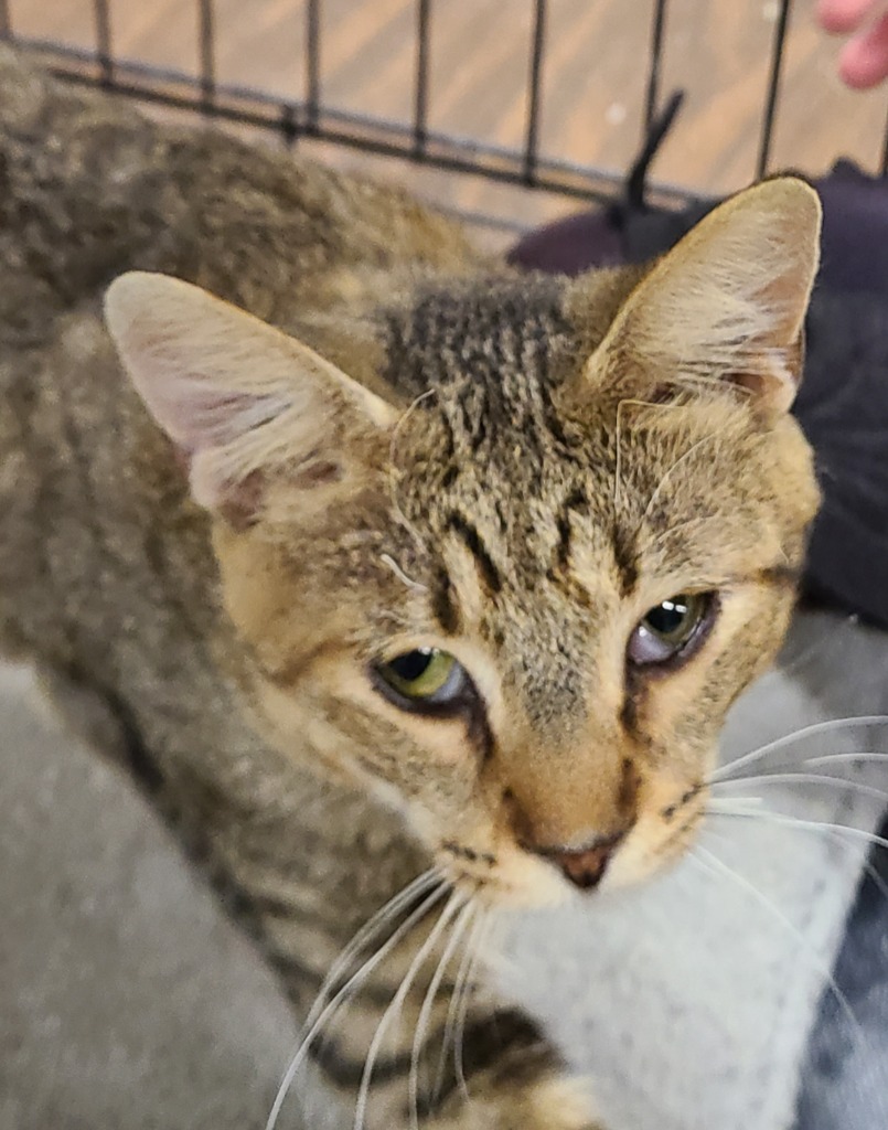 Shelter Stray Male Cat last seen , 601 N Charles St, Portland, IN 47371, USA