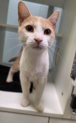 Shelter Stray Male Cat last seen Forest park, 8485 E Reno Ave, Midwest City, OK 73110, USA
