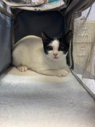 Shelter Stray Female Cat last seen Bexar County, 3353 Morningside Dr, New Braunfels, TX 78132, USA