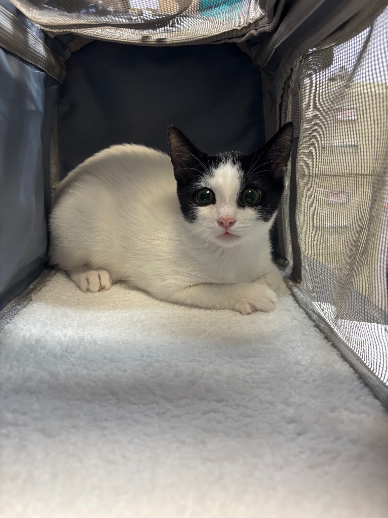 Shelter Stray Female Cat last seen Bexar County, 3353 Morningside Dr, New Braunfels, TX 78132, USA