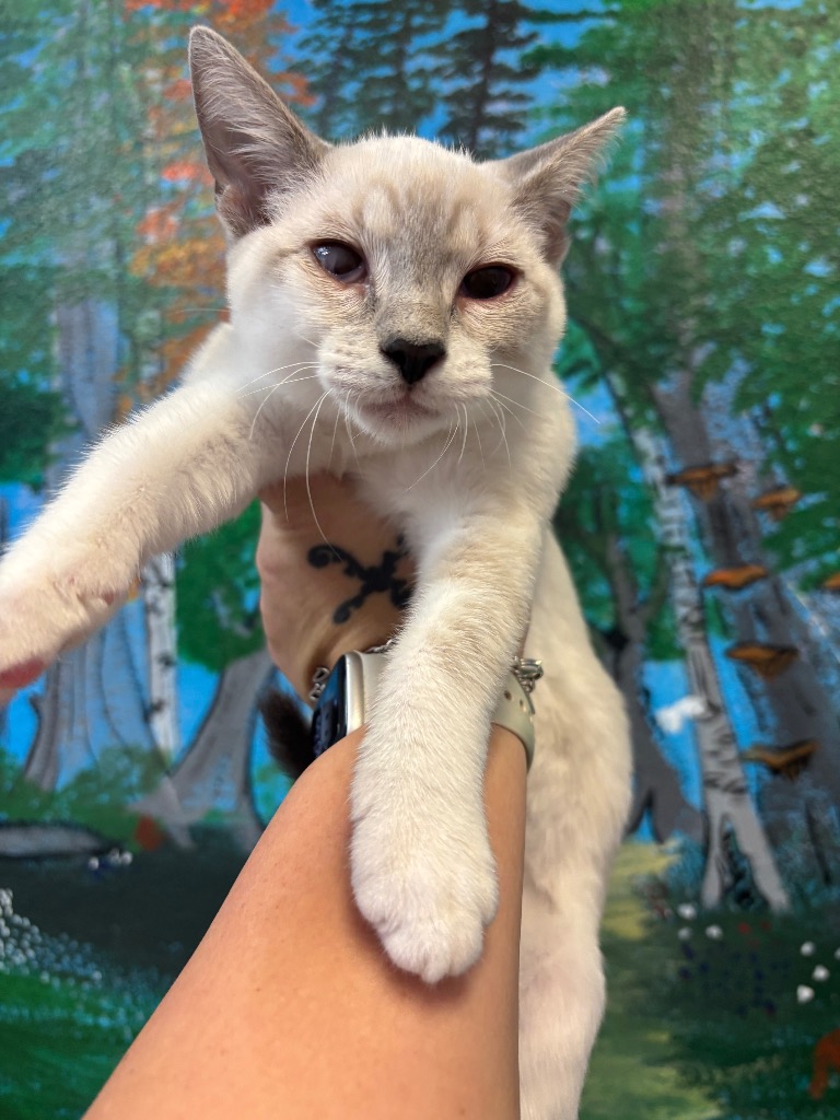 Shelter Stray Male Cat last seen Bexar County, 3353 Morningside Dr, New Braunfels, TX 78132, USA