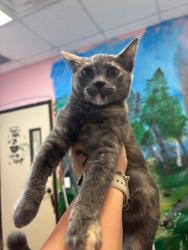 Shelter Stray Female Cat last seen Bexar County, 3353 Morningside Dr, New Braunfels, TX 78132, USA