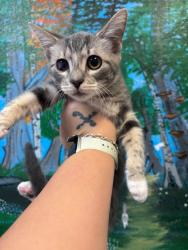 Shelter Stray Male Cat last seen Bexar County, 3353 Morningside Dr, New Braunfels, TX 78132, USA