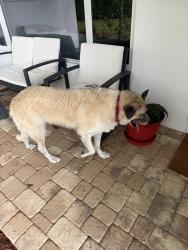Reunited Male Dog last seen West side of 16th and Bayview, Fort Lauderdale, FL 33305
