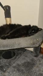 Reunited Male Cat last seen Ash Way, Lake Stickney, WA 98087