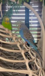 Lost Female Bird last seen Tower Hill MiddleBridge, Narragansett, RI 02882