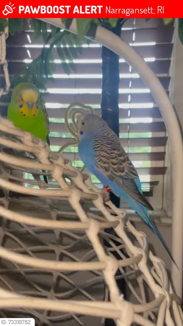 Lost Female Bird last seen Tower Hill MiddleBridge, Narragansett, RI 02882