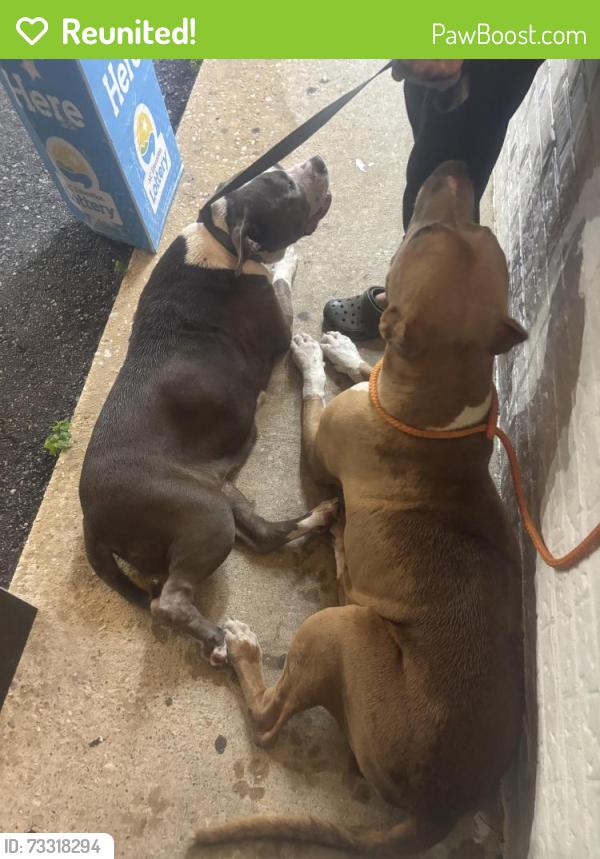 Reunited Unknown Dog last seen Near graham road, Fayetteville, NC 28304