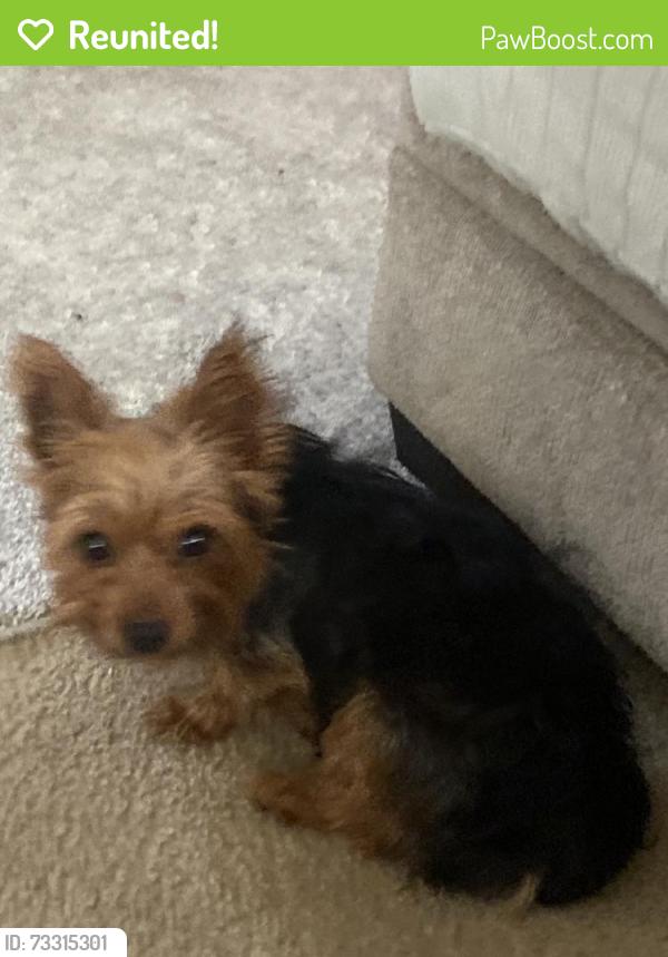 Reunited Male Dog last seen Nandina Ln, McDonough, GA 30253, USA, McDonough, GA 30253
