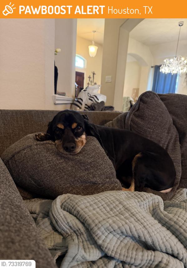 Found/Stray Male Dog last seen Bridges on Lake Houston, Houston, TX 77044
