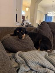 Found/Stray Male Dog last seen Bridges on Lake Houston, Houston, TX 77044