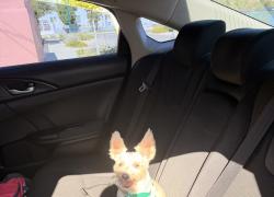 Reunited Female Dog last seen Bowie High School, El Paso, TX 79905