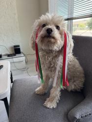 Reunited Female Dog last seen Near N 18th Ave, Phoenix, AZ 85023, USA, Phoenix, AZ 85023