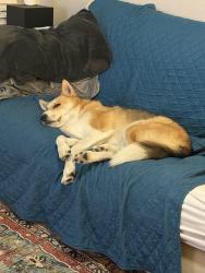 Reunited Male Dog last seen Near Preminger drive, Colorado Springs, CO 80911