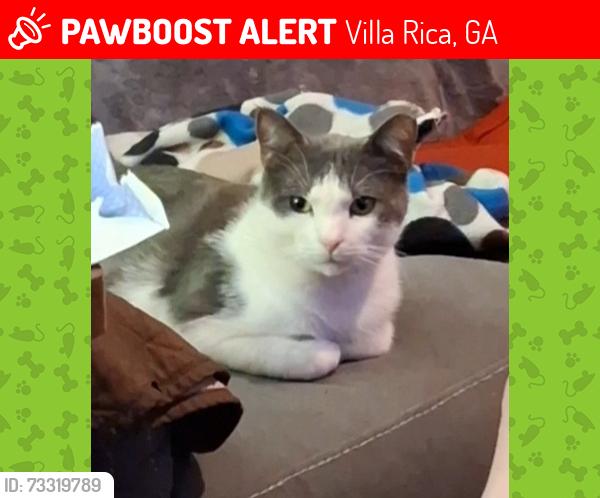 Lost Male Cat last seen Harvard Park Subdivision close to Harlen lane, Villa Rica, GA 30180