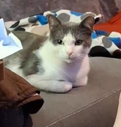 Lost Male Cat last seen Harvard Park Subdivision close to Harlen lane, Villa Rica, GA 30180