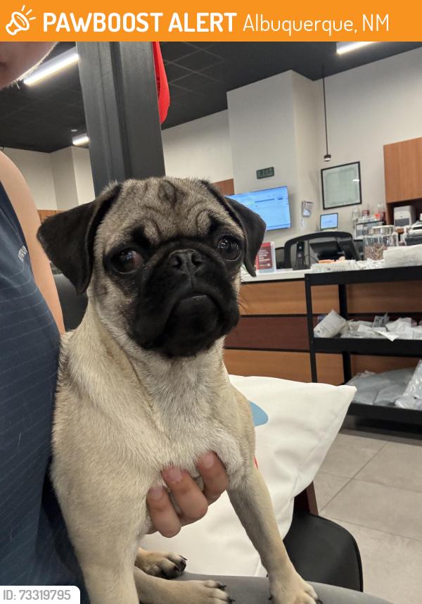 Found/Stray Male Dog last seen Pat Hurley Pickleball Courts, Albuquerque, NM 87105