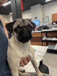 Found/Stray Male Dog last seen Pat Hurley Pickleball Courts, Albuquerque, NM 87105