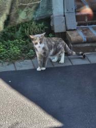 Found/Stray Unknown Cat last seen Ocean ave and Fulton st Brentwood, Brentwood, NY 11717