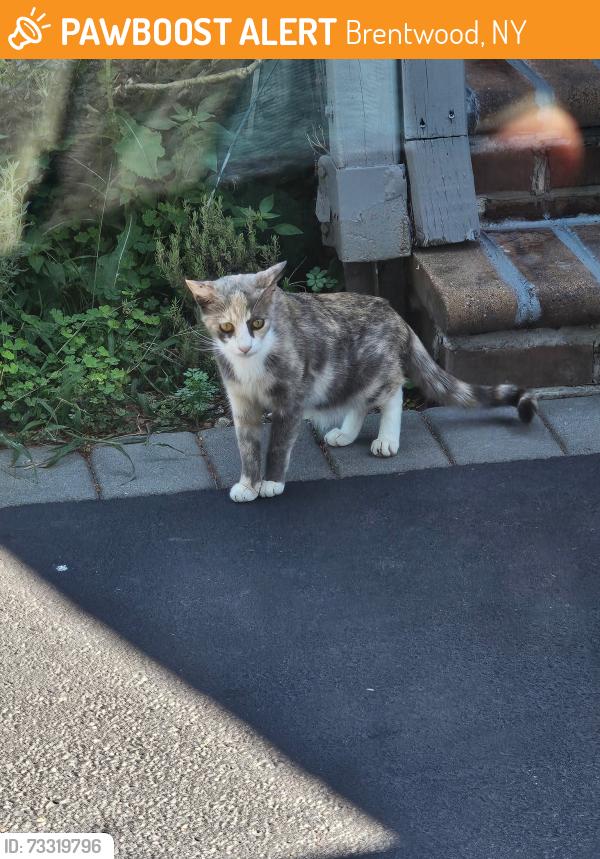 Found/Stray Unknown Cat last seen Ocean ave and Fulton st Brentwood, Brentwood, NY 11717