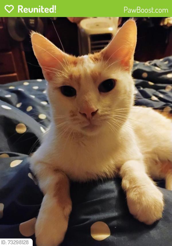 Reunited Male Cat last seen Sherman, Norton Shores, MI 49444