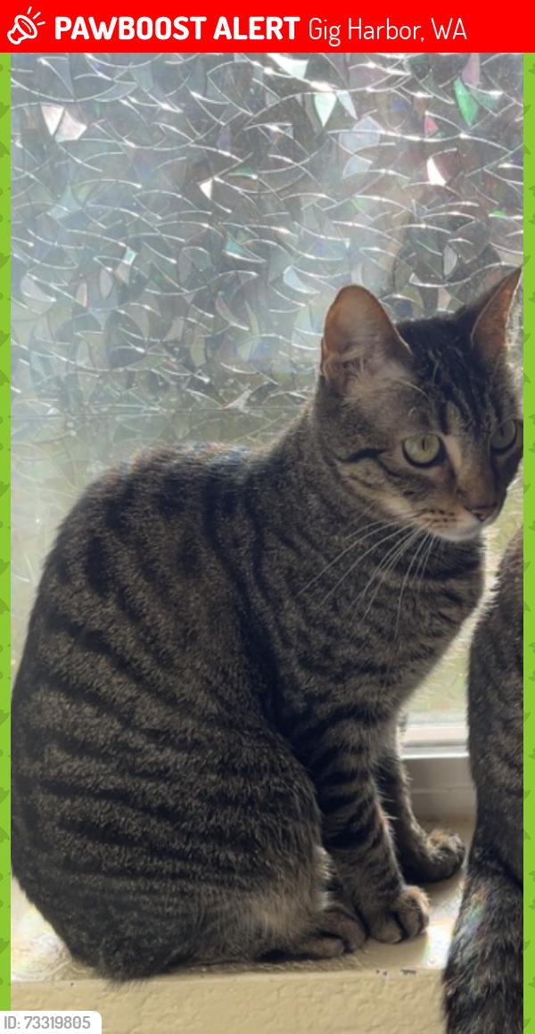 Lost Female Cat last seen 38th AVE and 61st ST CT NW, Gig Harbor, WA 98335