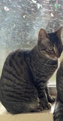 Lost Female Cat last seen 38th AVE and 61st ST CT NW, Gig Harbor, WA 98335