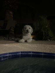 Reunited Male Dog last seen Near N 18th Ave, Phoenix, AZ 85023, USA, Phoenix, AZ 85023