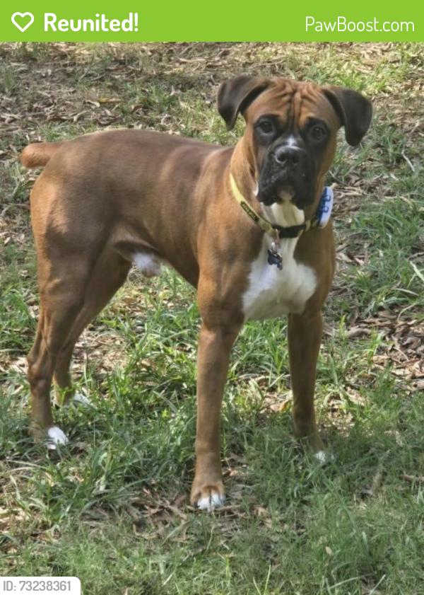 Reunited Male Dog last seen Took off while using the bathroom, Jackson, TN 38305
