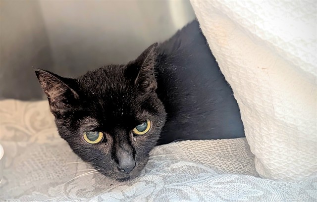 Shelter Stray Unknown Cat last seen Near BLOCK JOHNSON ST, PEMBROKE PINES FL 33024, 2400 SW 42nd St, Fort Lauderdale, FL 33312, USA