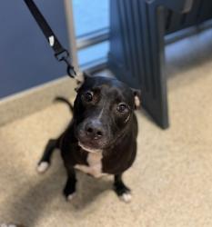 Shelter Stray Male Dog last seen Near BLOCK NW 160 ST, 3599 NW 79th Ave, Doral, FL 33122, USA