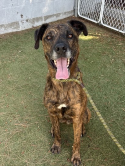 Shelter Stray Male Dog last seen , 11361 W Pico Blvd, Los Angeles, CA 90064, USA