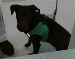 Shelter Stray Male Dog last seen FOUND ON SW 20TH, 2811 SE 29th St, Oklahoma City, OK 73129, USA