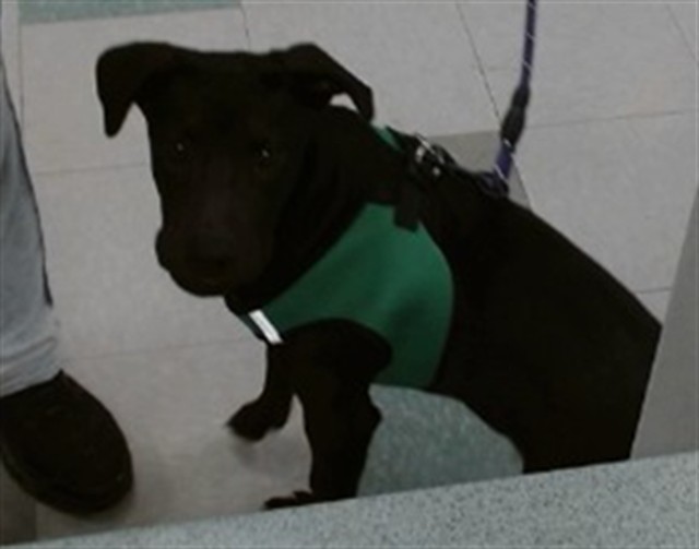 Shelter Stray Male Dog last seen FOUND ON SW 20TH, 2811 SE 29th St, Oklahoma City, OK 73129, USA